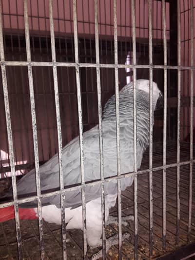 African Grey breeder male