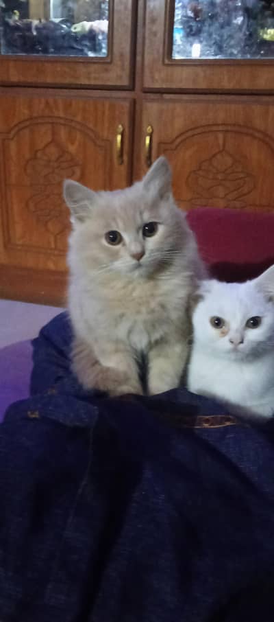 Persian cat pair