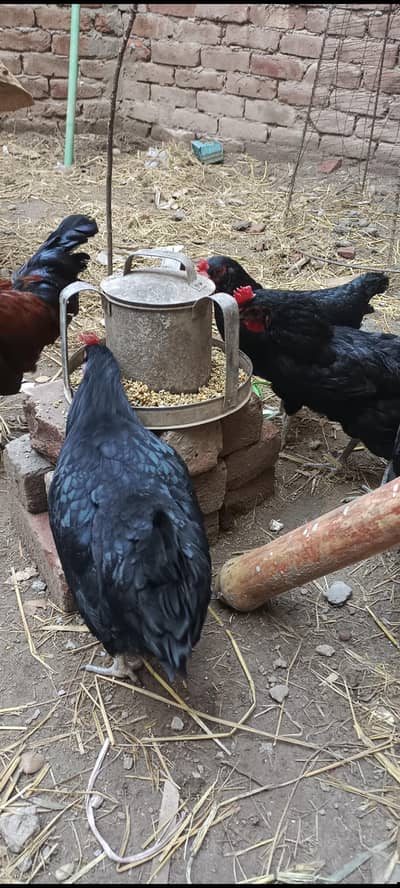 Top class desi Aoustrolop 4 female aur 1 misri male