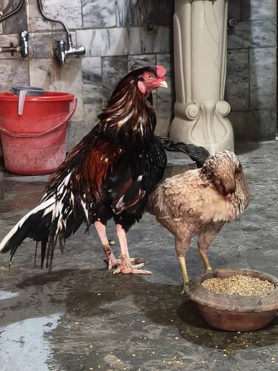Aseel Breeder Pair Top Quality 0/3/0/3/7/3/6/5/5/6/6