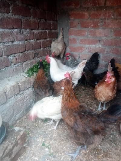 گھر کی پالی ہوئی انڈے والی مرغیاں