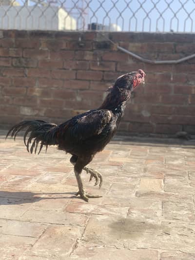 Pure dragon thai assel hen