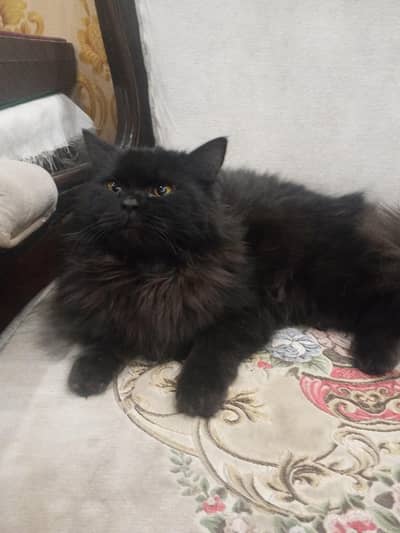 2 cotted female Persian cat