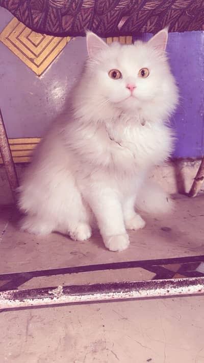 male Persian cat for sale
