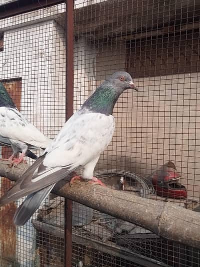 golden male kabootar