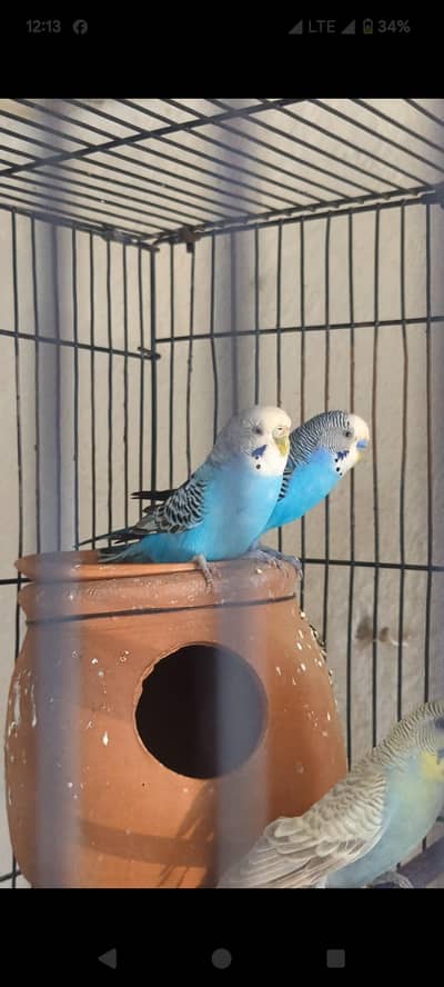 Ready to breed budgie's and silver java