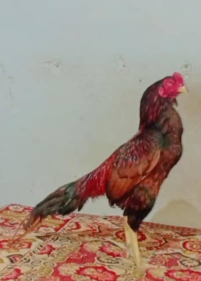 aseel for sale serious person contact me