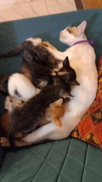 ye hamari cat he iske 5 Bache hen Kisi ko need ho to contact kren