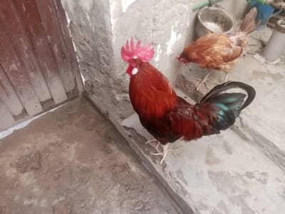 hens pair for sale