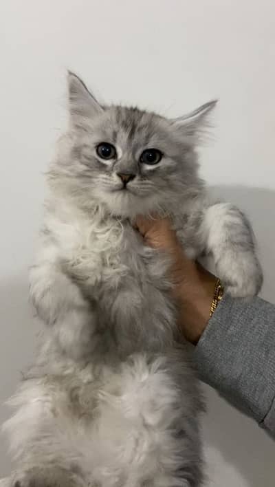 white Persian kitten|Triple long coated|punch Face|Blue Eyes kittens