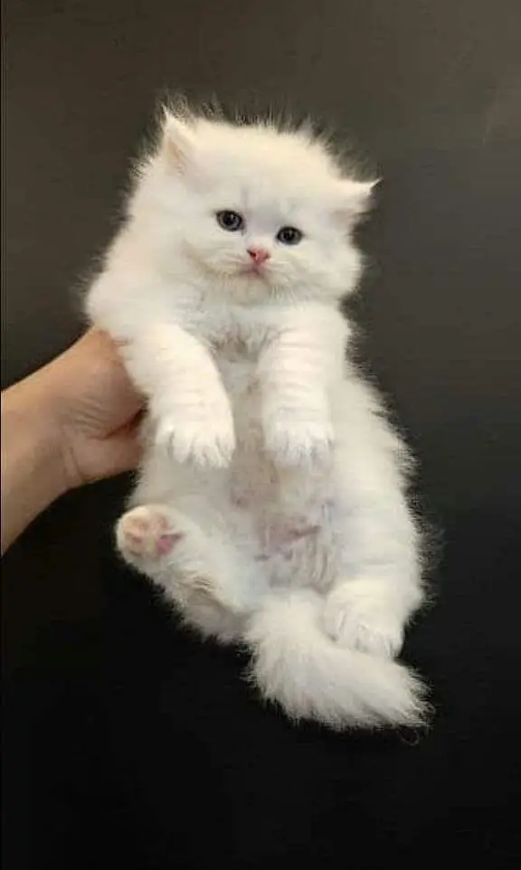 white Persian kitten|Triple long coated|punch Face|Blue Eyes kittens — photo 2