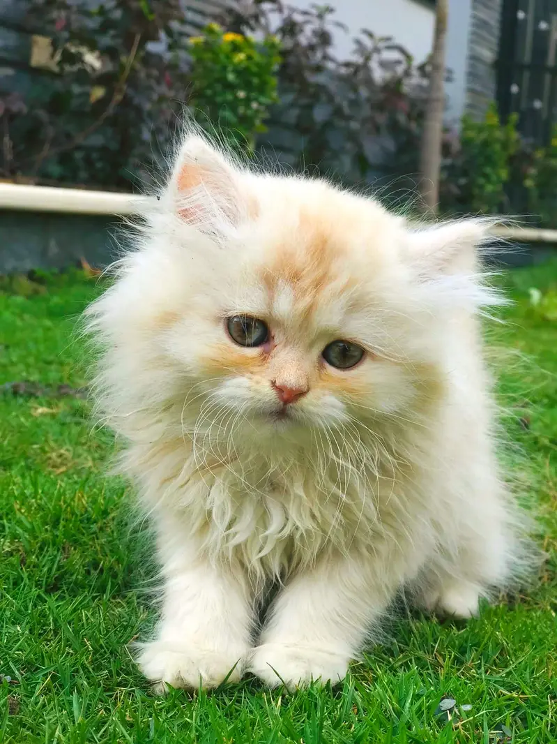 white Persian kitten|Triple long coated|punch Face|Blue Eyes kittens — photo 3