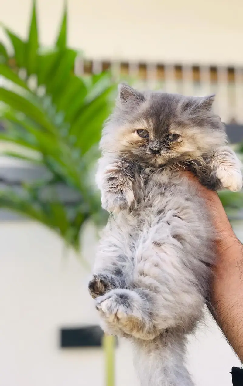 white Persian kitten|Triple long coated|punch Face|Blue Eyes kittens — photo 4
