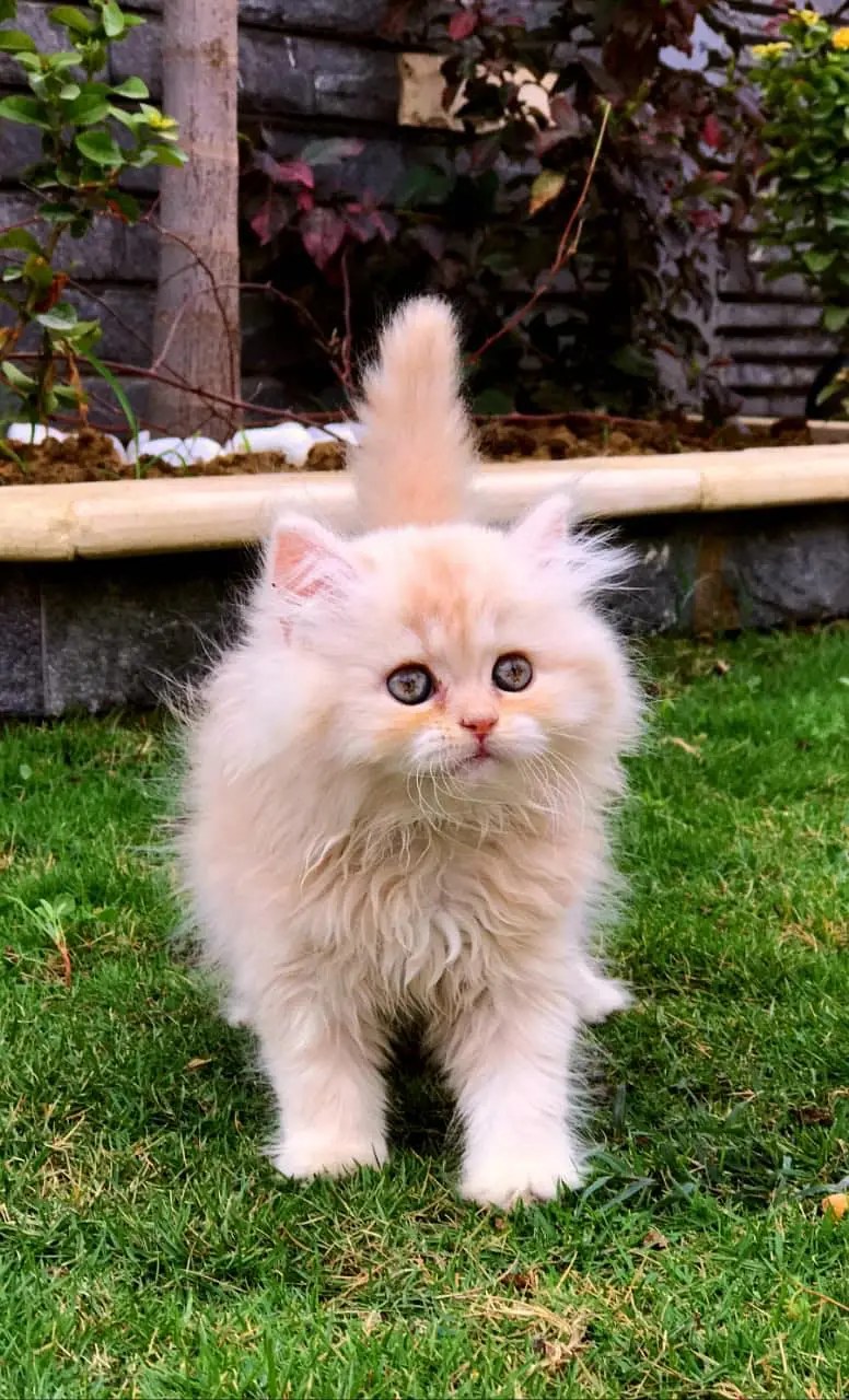 white Persian kitten|Triple long coated|punch Face|Blue Eyes kittens — photo 5
