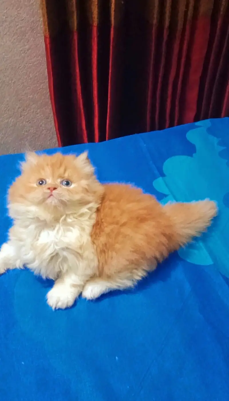 white Persian kitten|Triple long coated|punch Face|Blue Eyes kittens — photo 6