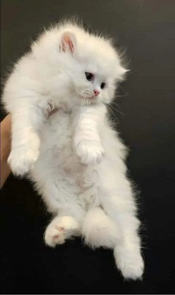 white Persian kitten|Triple long coated|punch Face|Blue Eyes kittens — photo 8