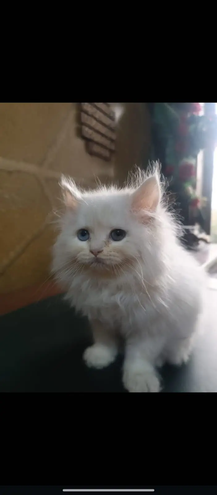 white Persian kitten|Triple long coated|punch Face|Blue Eyes kittens — photo 9