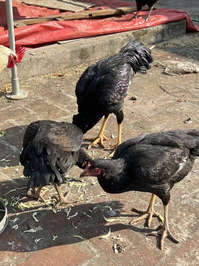 8 months pathay for sale