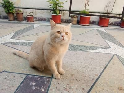 Male Cat for Sale (British Shorthair Mix)