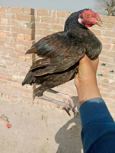 aseel chick for sale