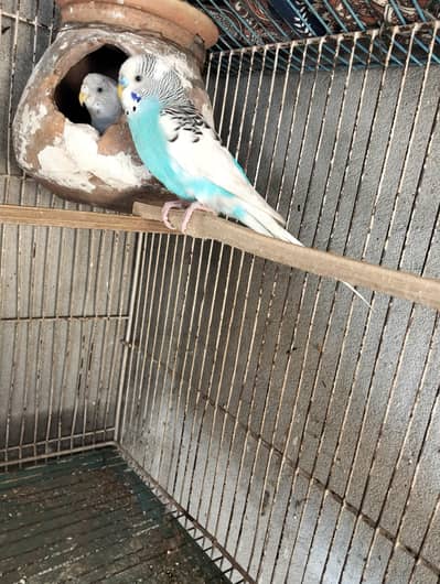 Budgie parrot for sale 3 pairs hai breeder healthy and active