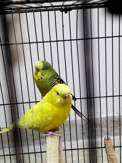 under exi or king size pair for sale