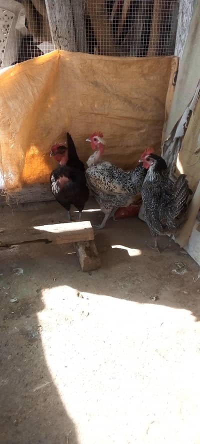 aseel +3 golden hen urgent sale