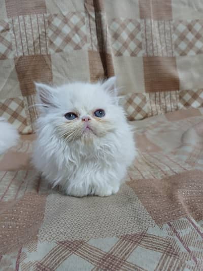 Piki face male kitten