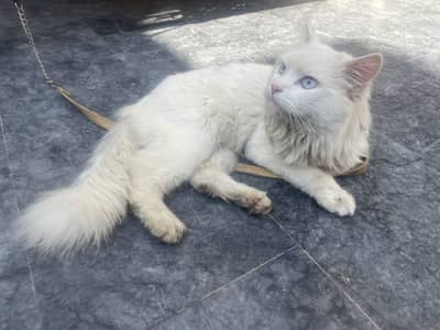 Persian cat