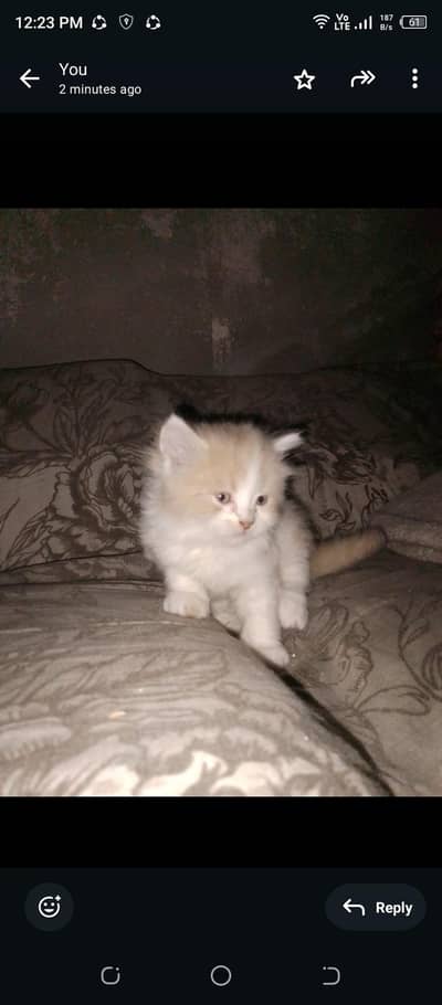paid adoption Persian kittens