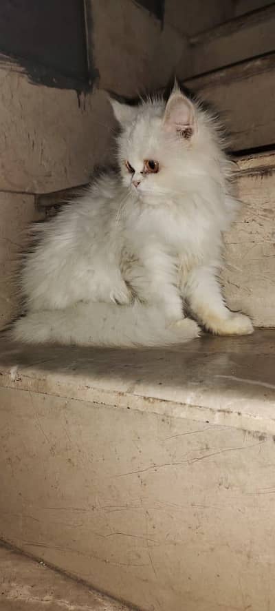 extreme punch pragnet cat