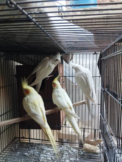 Cocktail breeder pairs