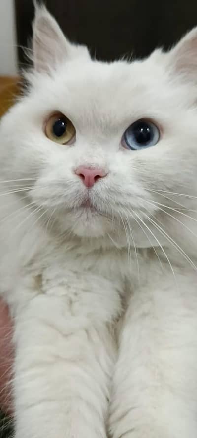 need money urgent sale