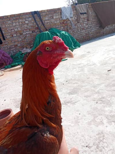 aseel Hen for sale