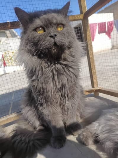 Persian Punch face  Cat