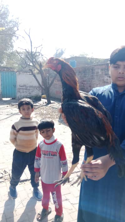 Paty and hen with chiks 3 number