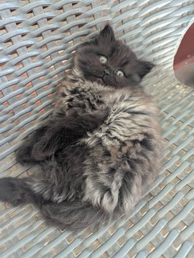 Persian Cat Kitten
