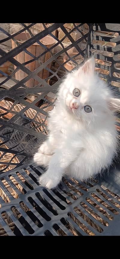 Persian kitten, bili ka bacha