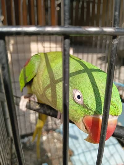 Raw gaming parrot