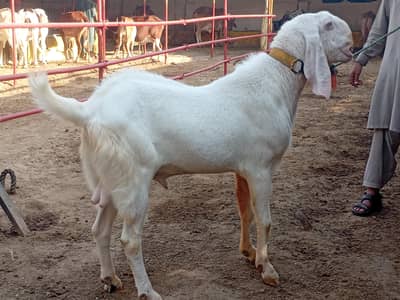 Bakra gulabi rajanpuri breeder