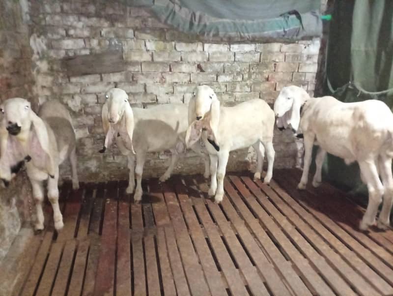 ایک بھیڑ دوچھترے 0