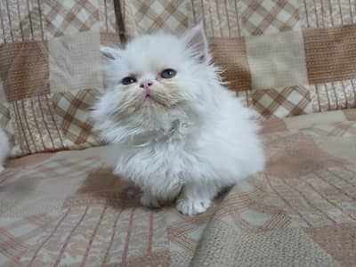 x punch near to piki face female kitten