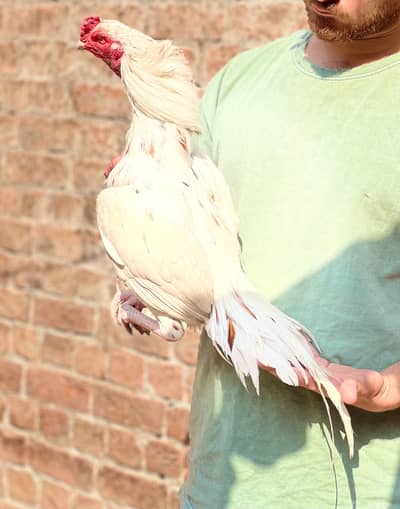 Aseelmurga 03041979402