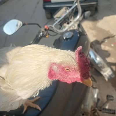 Aseel murgha for sale