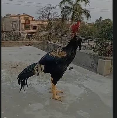 aseel / hen / eggs / Aseel Mianwali / breeder aseel Hens  /مرغی