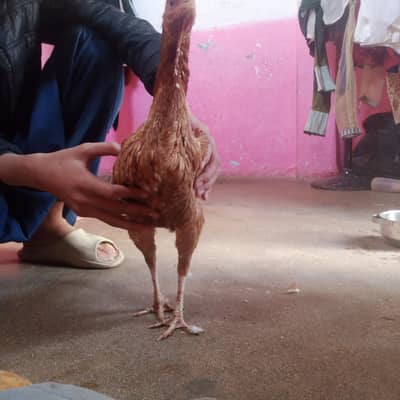yah mewadi murgi hai breeder hai