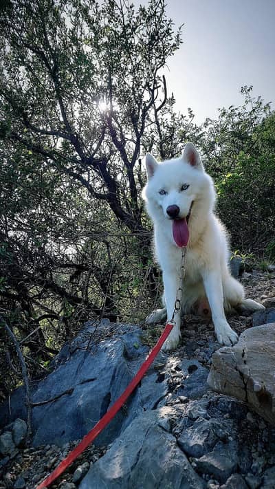 Pure White Husky imported/ unique/ pedigree