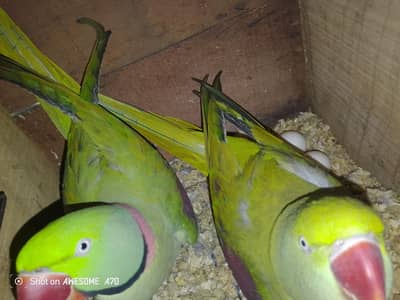 Breeder pair with history and grntied