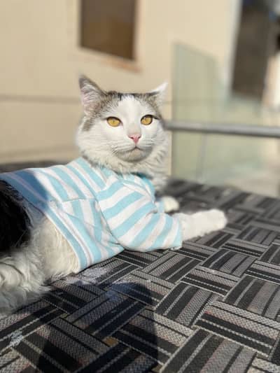 Rabiies vacinated complete