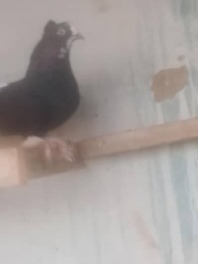 فینسی کبوتر